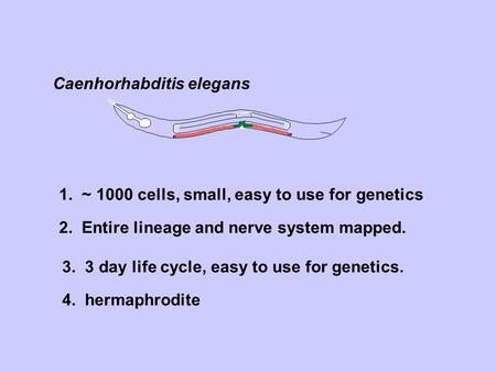 1. ~ 1000 cells, small, easy to use for genetics 2. Entire lineage and nerve system mapped. Caenhorhabditis elegans 3. 3 day life cycle, easy to use for.