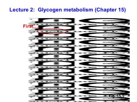 Lecture 2: Glycogen metabolism (Chapter 15)