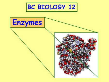 BC BIOLOGY 12 Enzymes.