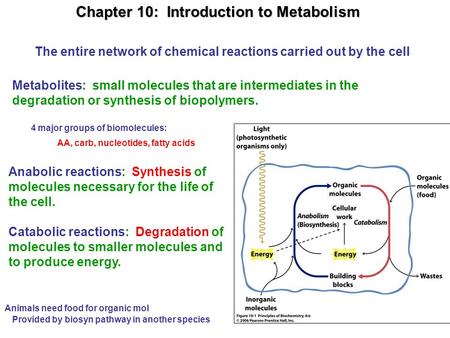 Chapter 10: Introduction to Metabolism Metabolites: small molecules that are intermediates in the degradation or synthesis of biopolymers. Anabolic reactions: