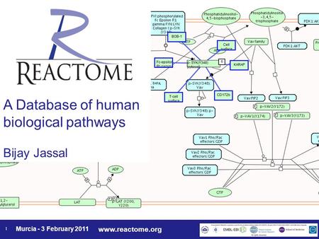Www.reactome.org Murcia - 3 February 2011 1 A Database of human biological pathways Bijay Jassal.