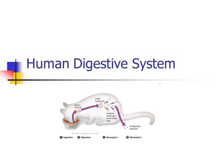 Human Digestive System. Ingest food Break down food Move through digestive tract Absorb digested food and water Eliminates waste materials HowStuffWorks.