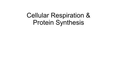 Cellular Respiration & Protein Synthesis