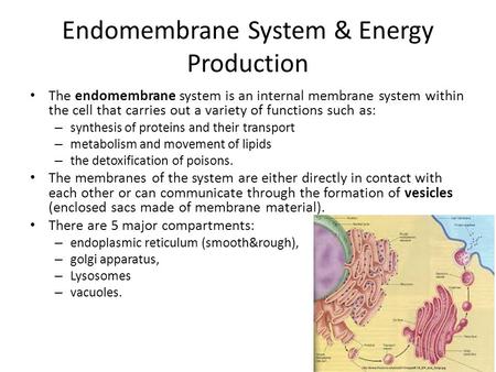 Endomembrane System & Energy Production The endomembrane system is an internal membrane system within the cell that carries out a variety of functions.