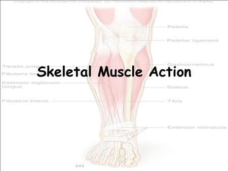 Skeletal Muscle Action. Origin and insertion The immovable fixed end of a muscle connects to a bone at the origin. The movable end of a muscle connects.