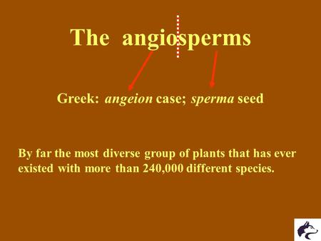 Greek: By far the most diverse group of plants that has ever existed with more than 240,000 different species. The angiosperms angeion case; sperma seed.