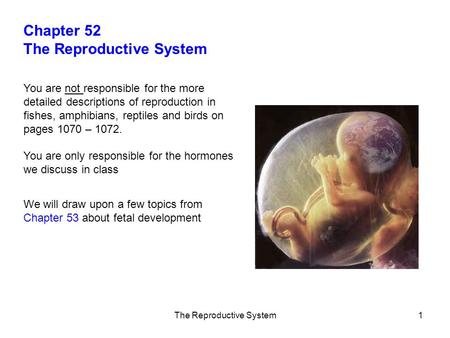 The Reproductive System1 Chapter 52 The Reproductive System You are not responsible for the more detailed descriptions of reproduction in fishes, amphibians,