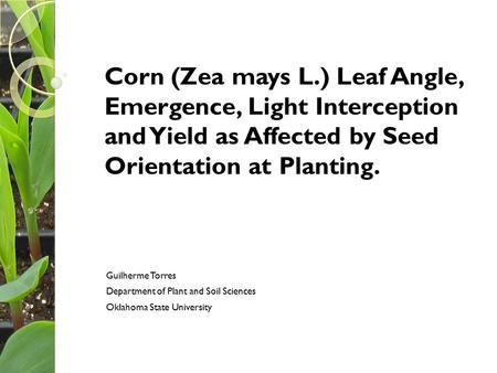 Corn (Zea mays L.) Leaf Angle, Emergence, Light Interception and Yield as Affected by Seed Orientation at Planting. Guilherme Torres Department of Plant.