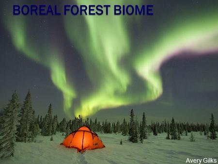 Avery Gilks. The average temperature in the boreal forest ranges from 5 degrees Celsius to - 5 degrees Celsius. These forests receive anywhere from 20cm.