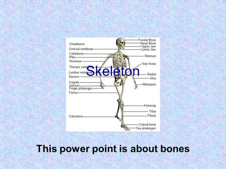Skeleton This power point is about bones. Contents 1.BonesBones 2.LegLeg 3.ArmArm 4.BackBack 5.SkullSkull 6.Interesting factsInteresting facts 7.JointJoint.