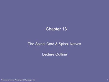 The Spinal Cord & Spinal Nerves Lecture Outline