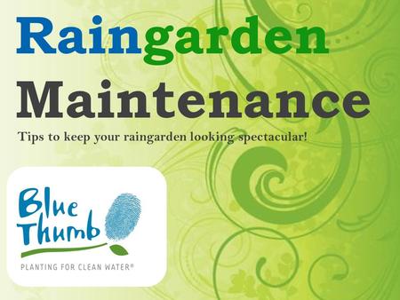 Raingarden Maintenance Tips to keep your raingarden looking spectacular!