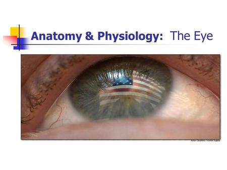Anatomy & Physiology: The Eye
