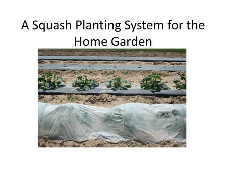 A Squash Planting System for the Home Garden. A 4 feet X 4 feet sheet of black plastic mulch. A 3 liter soft drink bottle to aid in irrigating below the.