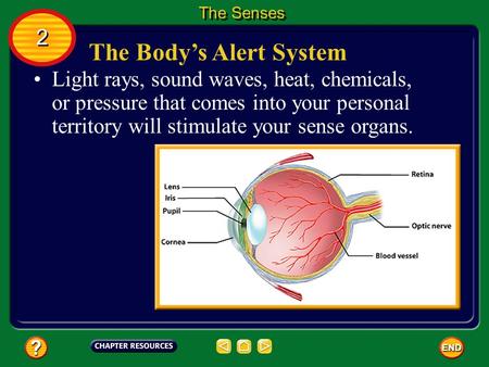 The Body’s Alert System