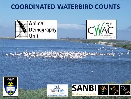 COORDINATED WATERBIRD COUNTS. Coordinated Waterbird Counts (CWAC) CWAC started in 1992 with 45 sites counted in South Africa Currently there are 645 wetlands.