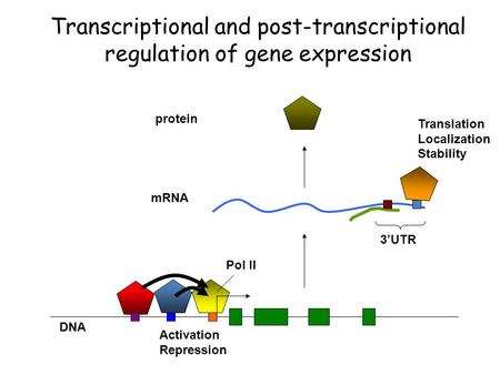 MRNA protein DNA Activation Repression Translation Localization Stability Pol II 3’UTR Transcriptional and post-transcriptional regulation of gene expression.