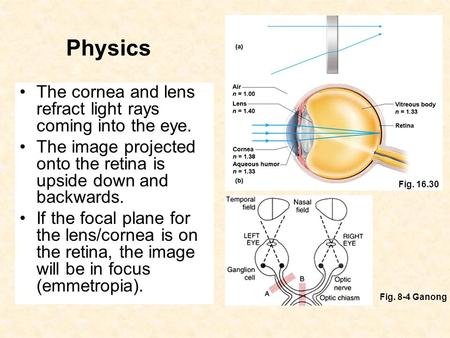 Physics The cornea and lens refract light rays coming into the eye. The image projected onto the retina is upside down and backwards. If the focal plane.