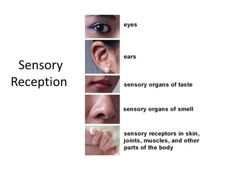 Sensory Reception. SENSORY RECEPTORS The senses are the human brain’s connection to the outside world.