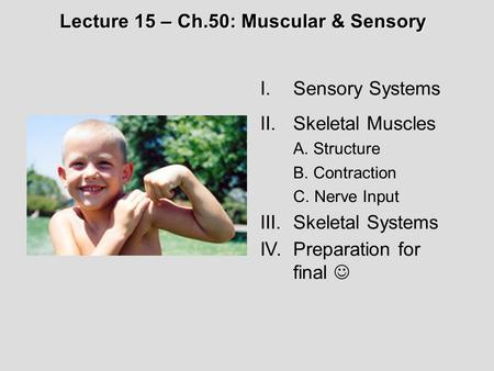 I.Sensory Systems II.Skeletal Muscles A. Structure B. Contraction C. Nerve Input III.Skeletal Systems IV.Preparation for final Lecture 15 – Ch.50: Muscular.