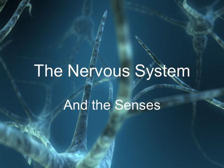 The Nervous System And the Senses. Human Organ System Overview Nervous SystemIntegumentary SystemSkeletal SystemMuscular SystemCirculatory System.