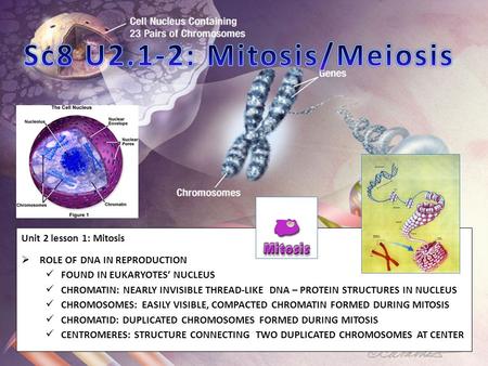 Sc8 U2.1-2: Mitosis/Meiosis
