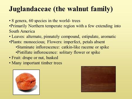 Juglandaceae (the walnut family)