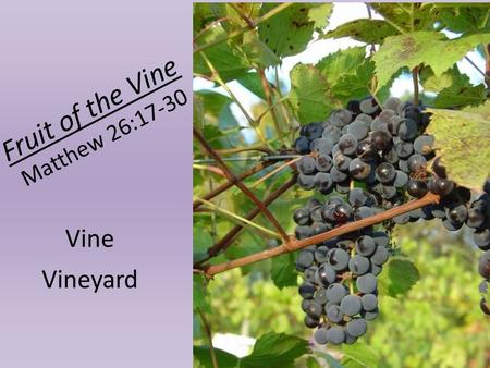 Fruit of the Vine Matthew 26:17-30 Vine Vineyard.