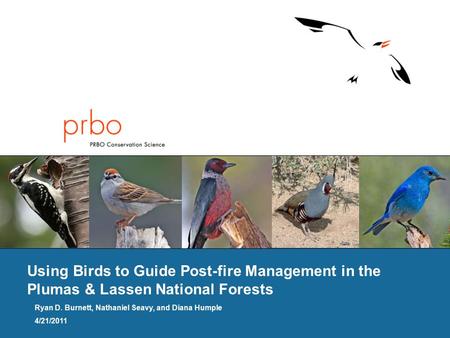 Using Birds to Guide Post-fire Management in the Plumas & Lassen National Forests Ryan D. Burnett, Nathaniel Seavy, and Diana Humple 4/21/2011.