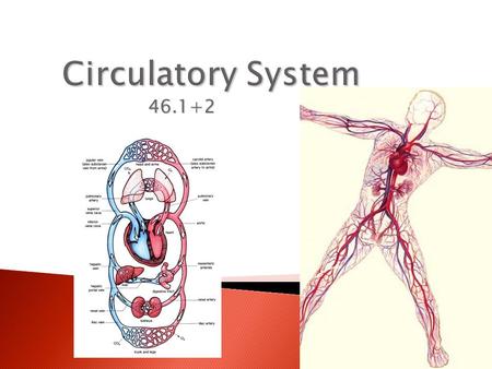 46.1+2.  Cardiovascular system = the blood, heart, & blood vessels  Lymphatic system = the lymph, lymph nodes, & lymph vessels  Together they make.