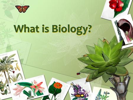 What is Biology?. What is Biology, you ask? Biology is the study of life. Living things are called organisms. Organisms include bacteria, protists, fungi,