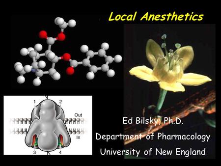 Local Anesthetics Ed Bilsky, Ph.D. Department of Pharmacology University of New England.