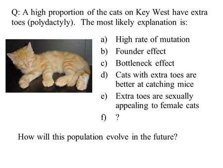 A)High rate of mutation b)Founder effect c)Bottleneck effect d)Cats with extra toes are better at catching mice e)Extra toes are sexually appealing to.