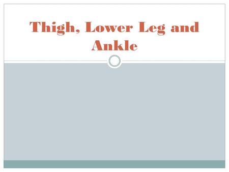 Thigh, Lower Leg and Ankle