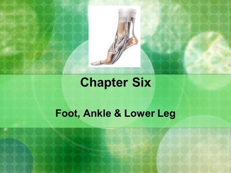 Chapter Six Foot, Ankle & Lower Leg.