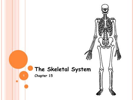 1 The Skeletal System Chapter 15. 2 FIVE JOBS OF THE SKELETAL SYSTEM 1. Provides shape and support 2. Enables you to move 3. Produces blood cells 4. Stores.