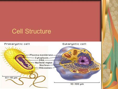 Cell Structure A. There are three basic structures of all types of cells: 1. Cell membrane a. Contains a bilayer of lipids b. Is selectively permeable.