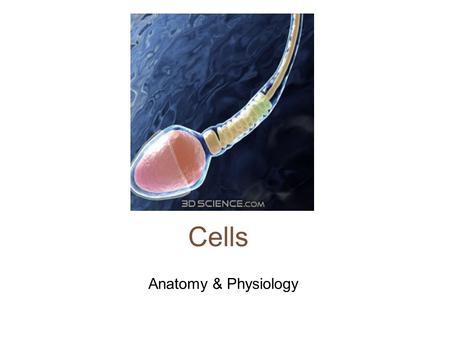 Cells Anatomy & Physiology. Cells vary in SIZE and STRUCTURE Depends on what they do.