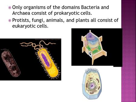 Only organisms of the domains Bacteria and Archaea consist of prokaryotic cells. Protists, fungi, animals, and plants all consist of eukaryotic cells.