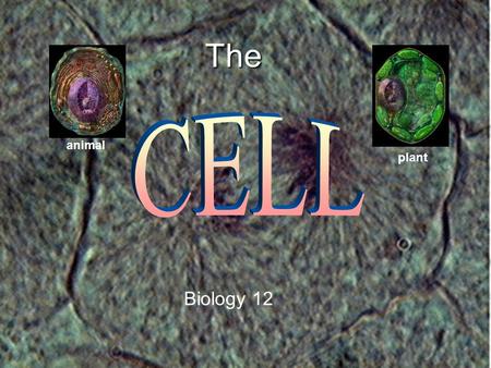 The CELL animal plant Biology 12.