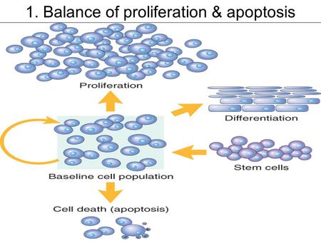 1. Balance of proliferation & apoptosis. 2. Regeneration, scar formation & ECM.