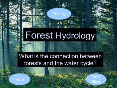 Canopy Forest Floor Roots. What is forest hydrology? Forest hydrology is the study of the interactions between the hydrological cycle and forest ecosystems.