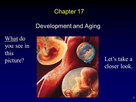 1 Chapter 17 Development and Aging What do you see in this picture? Let’s take a closer look.