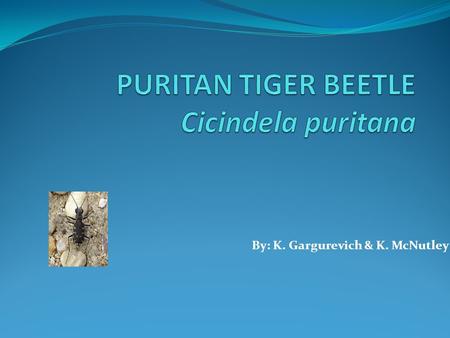 By: K. Gargurevich & K. McNutley. Kingdom: Animalia Phylum:Arthropoda Class: Insecta Order: Coleptera Family: Cicindelidae Genus: Cicindela Species: puritana.
