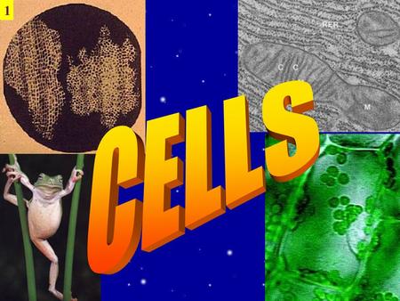 1. Cell Theory All know living things are made up of cells Cells are the basic unit of structure and function in living things All cells come from pre-