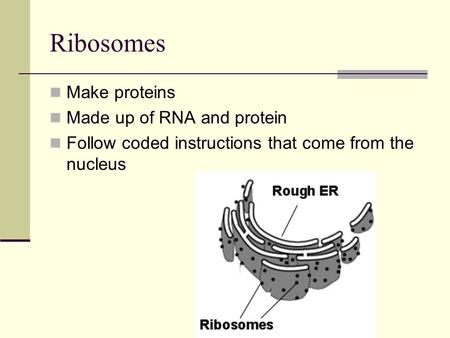 Ribosomes Make proteins Made up of RNA and protein Follow coded instructions that come from the nucleus.