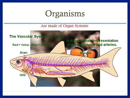 Organisms Are made of Organ Systems. Organ Systems.