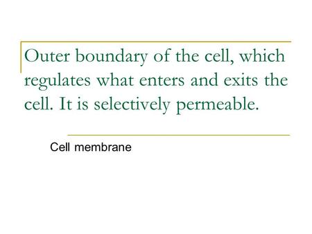 Outer boundary of the cell, which regulates what enters and exits the cell. It is selectively permeable. Cell membrane.