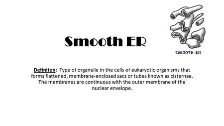 Smooth ER Definiton: Type of organelle in the cells of eukaryotic organisms that forms flattened, membrane-enclosed sacs or tubes known as cisternae. The.
