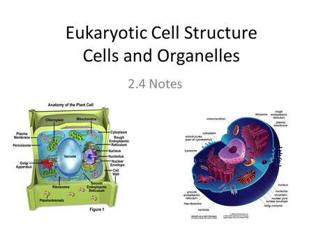 Eukaryotic Cell Structure Cells and Organelles 2.4 Notes.